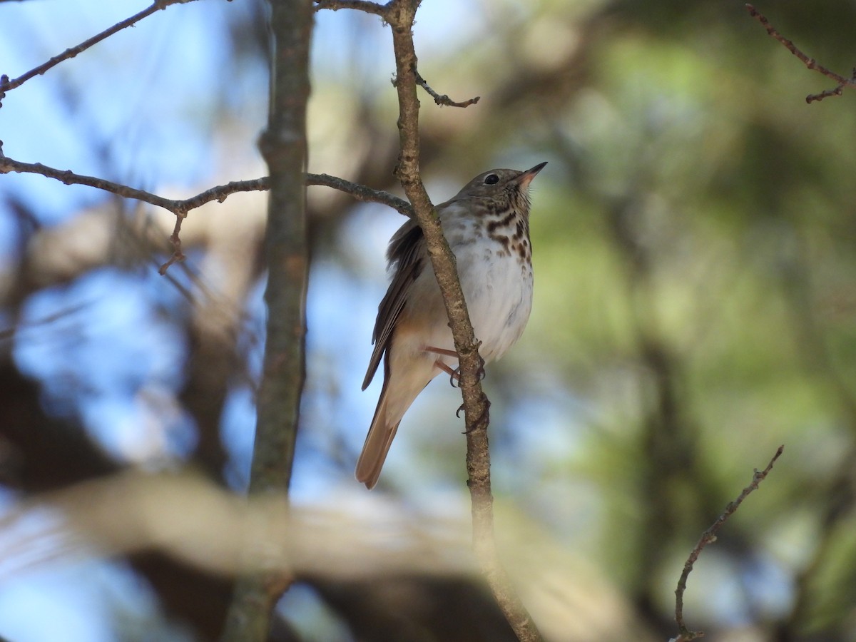 Hermit Thrush - ML559849271