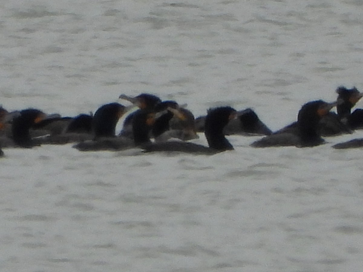 tanımsız Phalacrocoracidae sp. - ML559849451