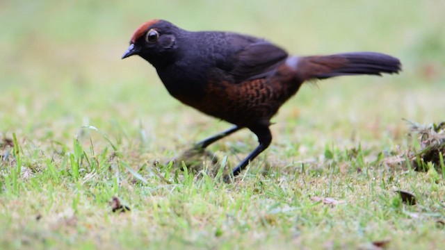 Schwarzkehltapaculo - ML559849901