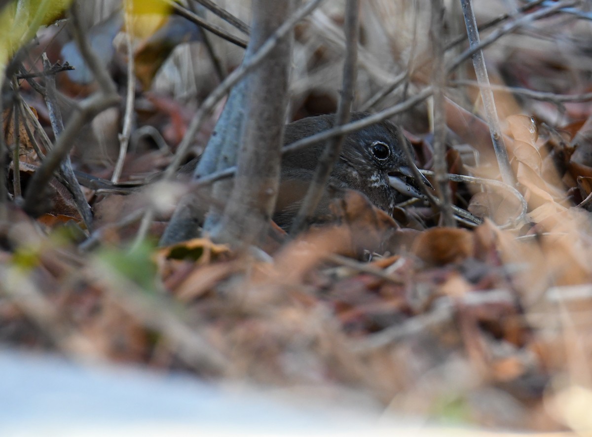 Fox Sparrow (Sooty) - ML559850591