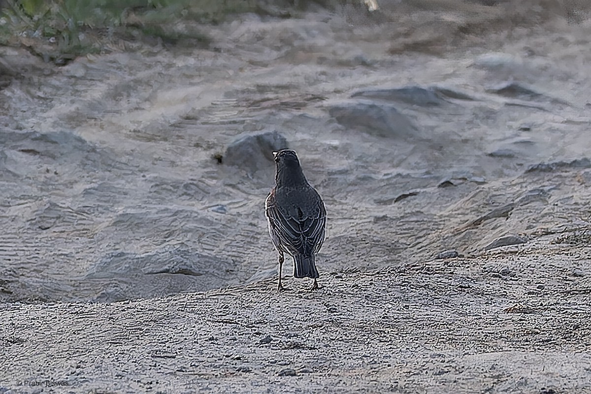 Black-throated Thrush - ML559850951