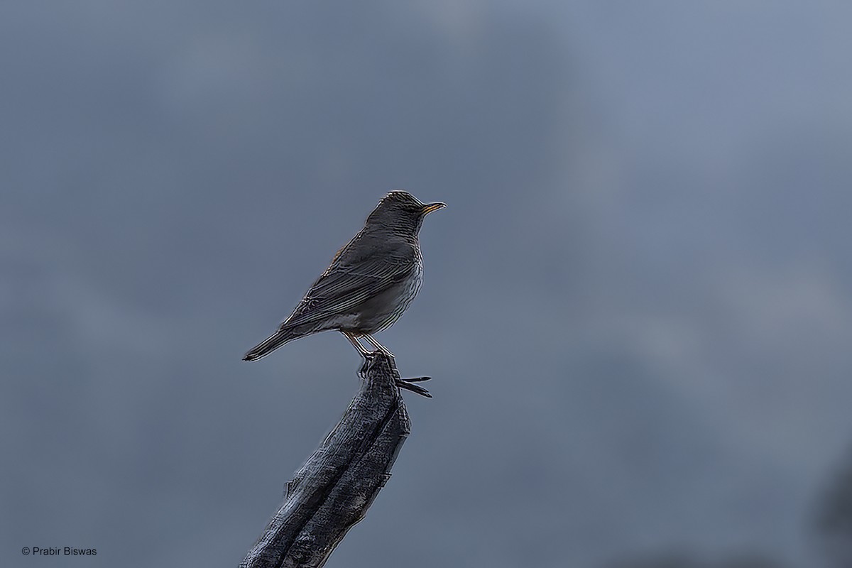 Black-throated Thrush - ML559850961