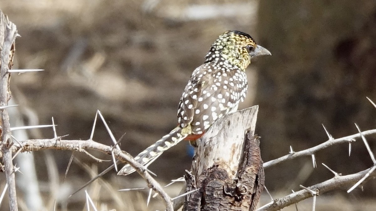 D'Arnaud's Barbet - ML559851371