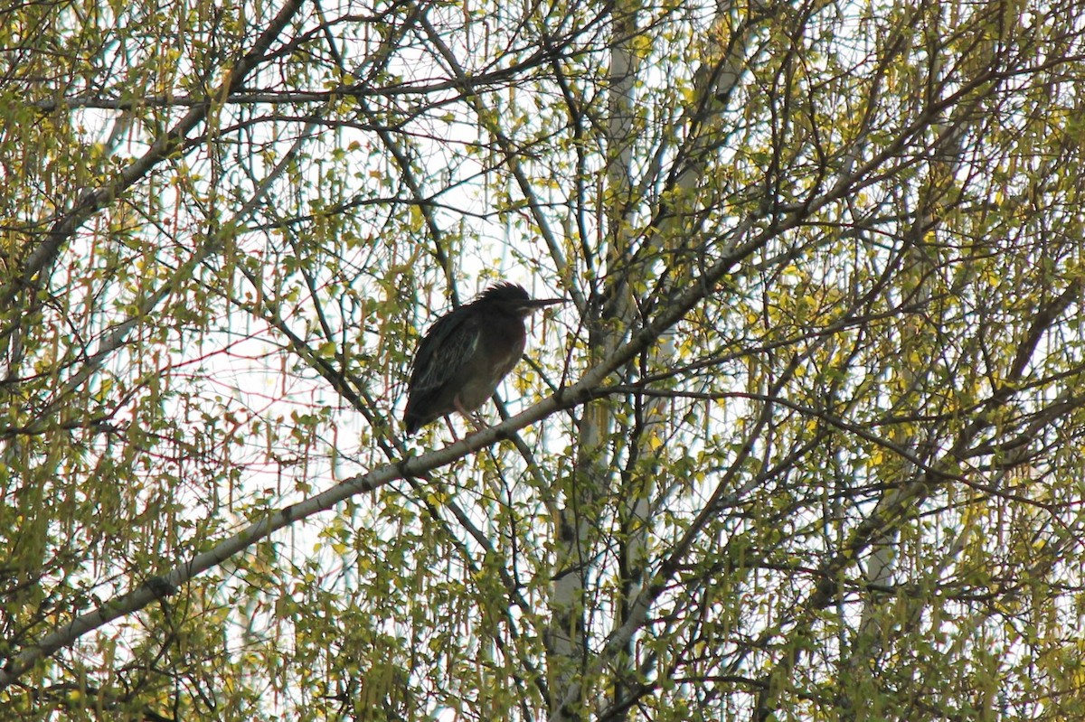 Green Heron - ML559851961