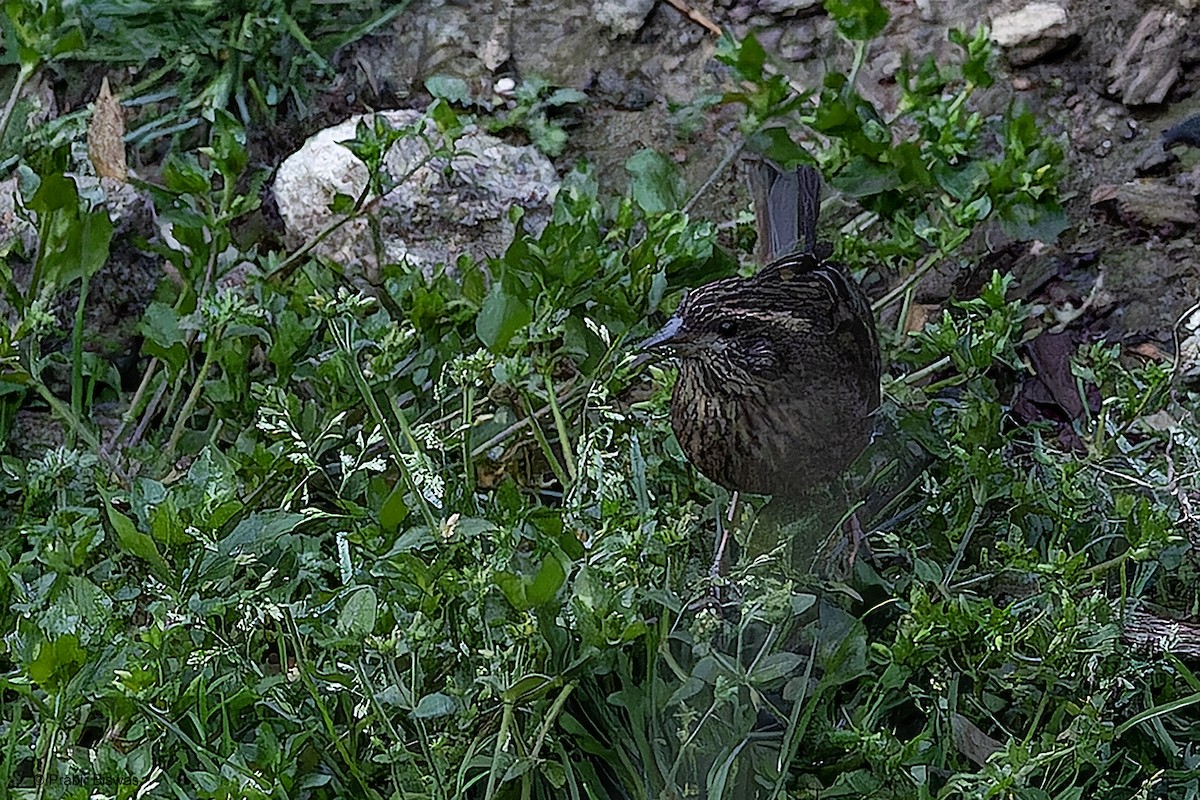 Pink-browed Rosefinch - ML559852281