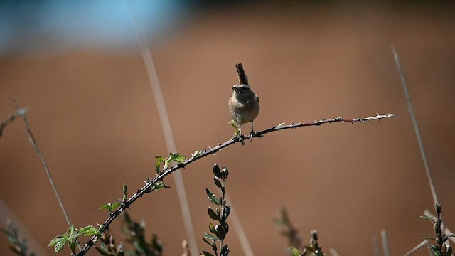 Grass Wren - ML559852471