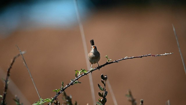 Grass Wren - ML559852551