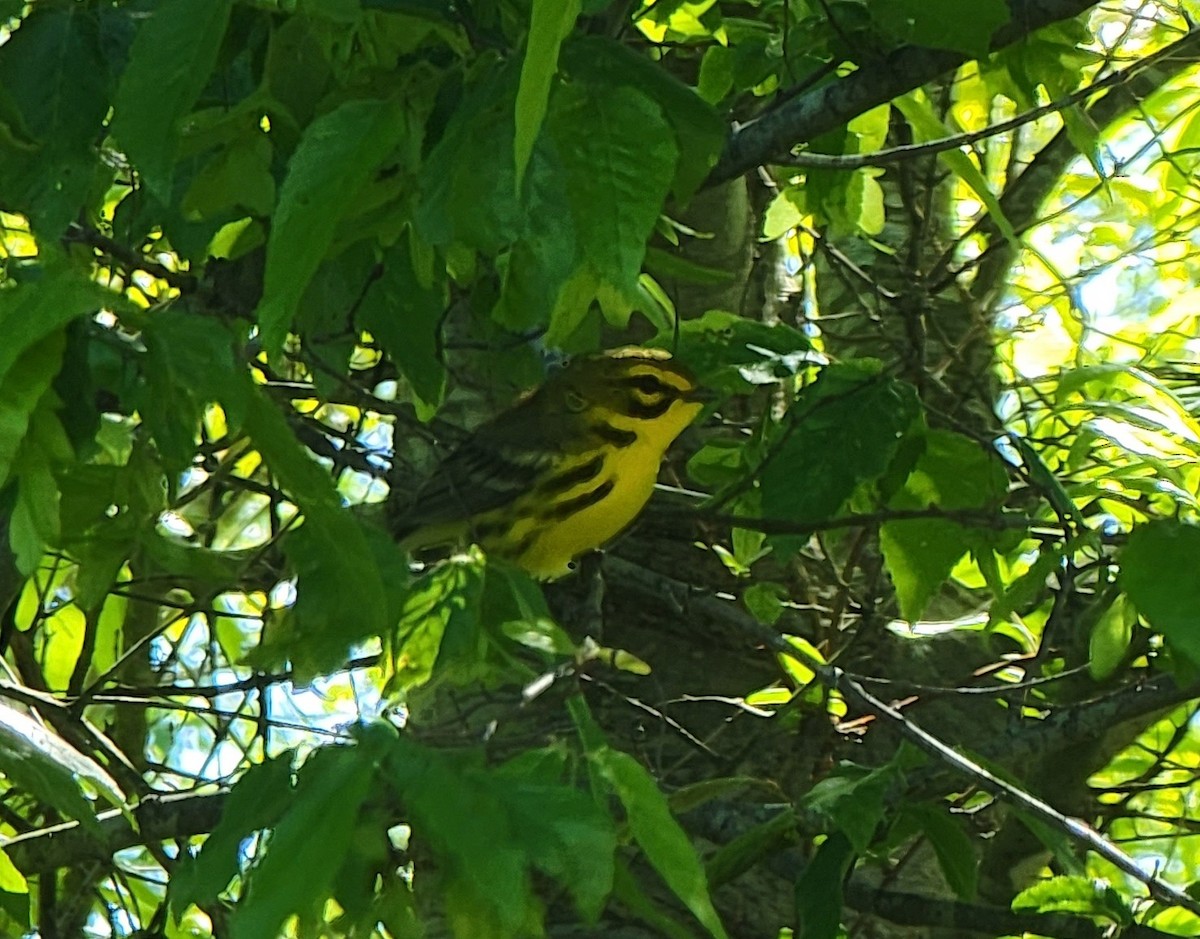 Prairie Warbler - ML559852881