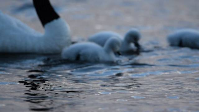 Black-necked Swan - ML559852961