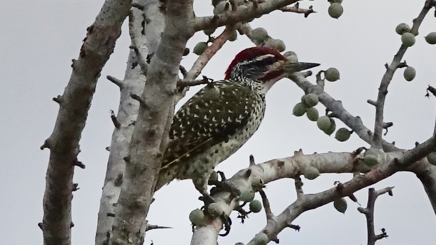 Nubian Woodpecker - ML559853111