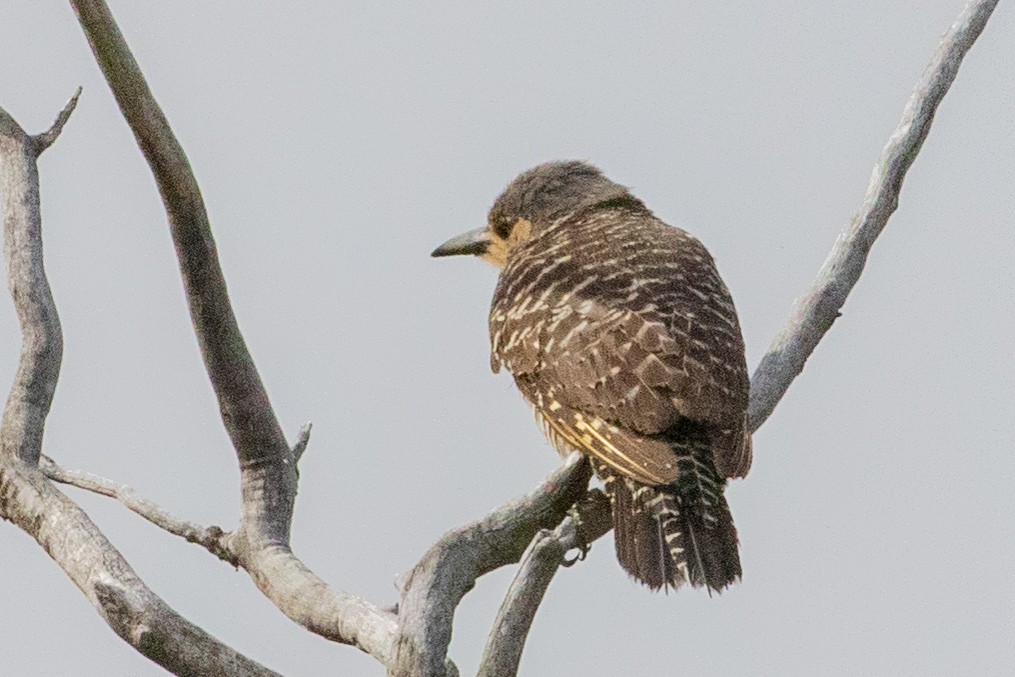 Chilean Flicker - ML559853311