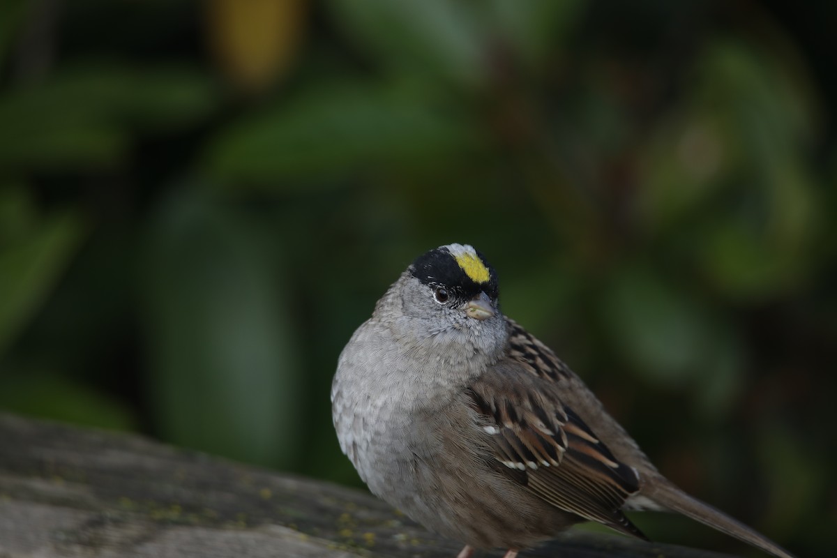 Golden-crowned Sparrow - ML559853441