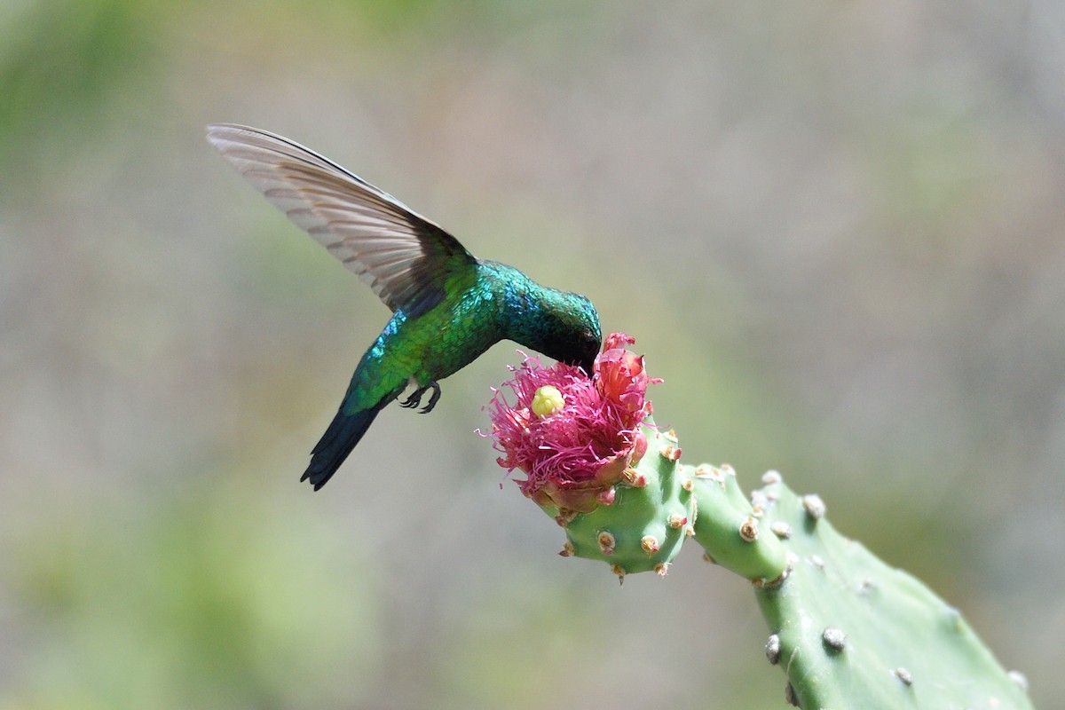 Blue-tailed Emerald - ML559853731