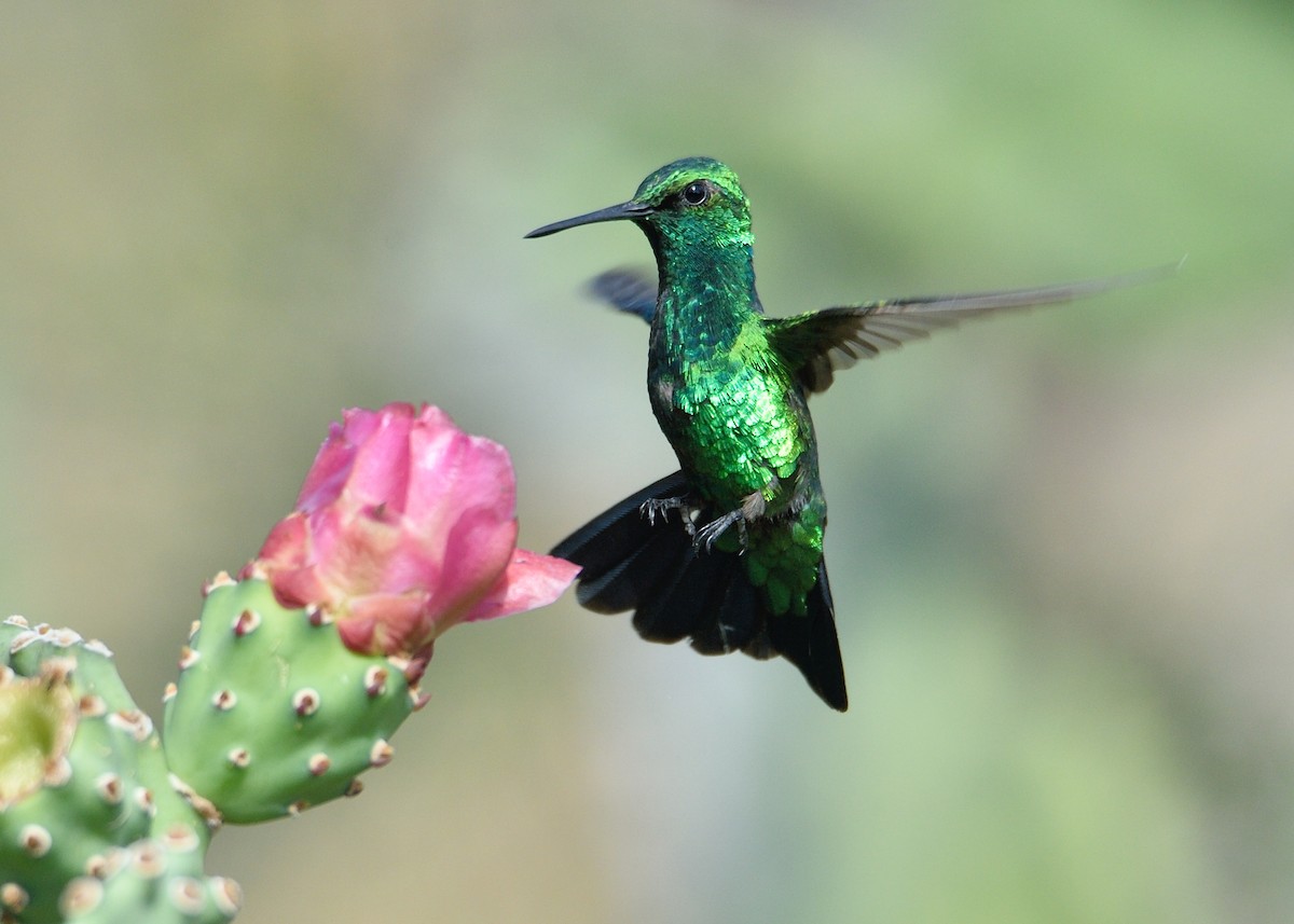 Blue-tailed Emerald - ML559853741