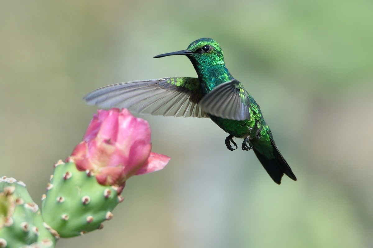 Blue-tailed Emerald - ML559853751