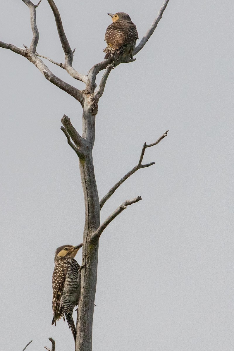 Chilean Flicker - Sue Wright