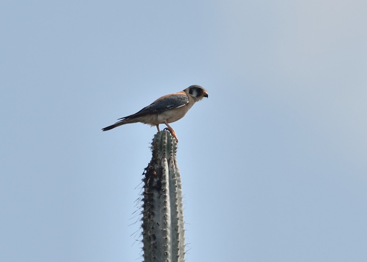 American Kestrel - Michiel Oversteegen