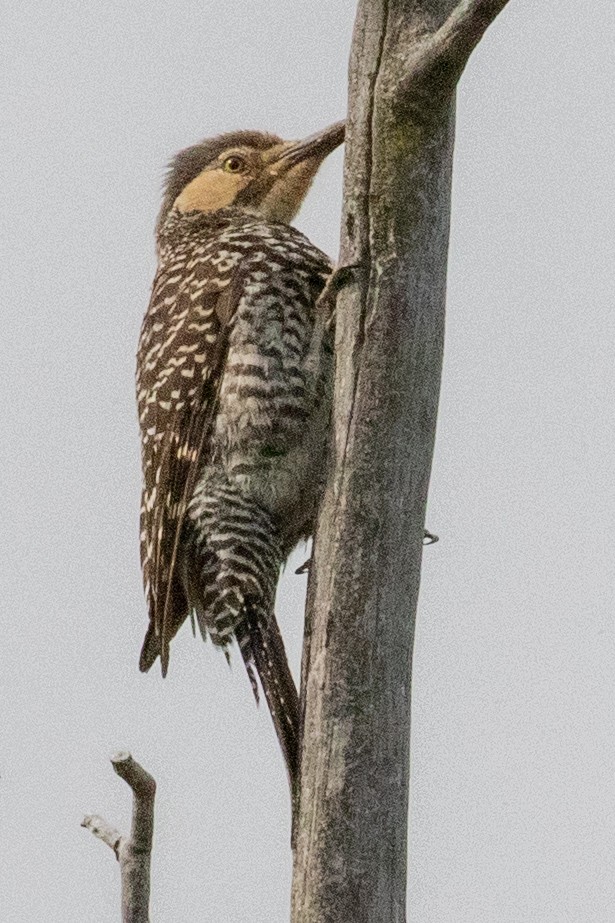 Chilean Flicker - ML559854011