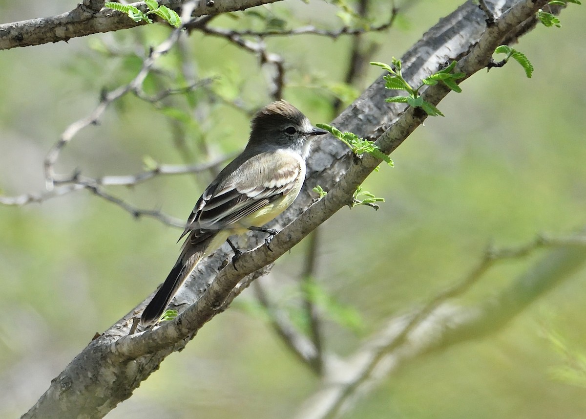 Northern Scrub-Flycatcher - Michiel Oversteegen