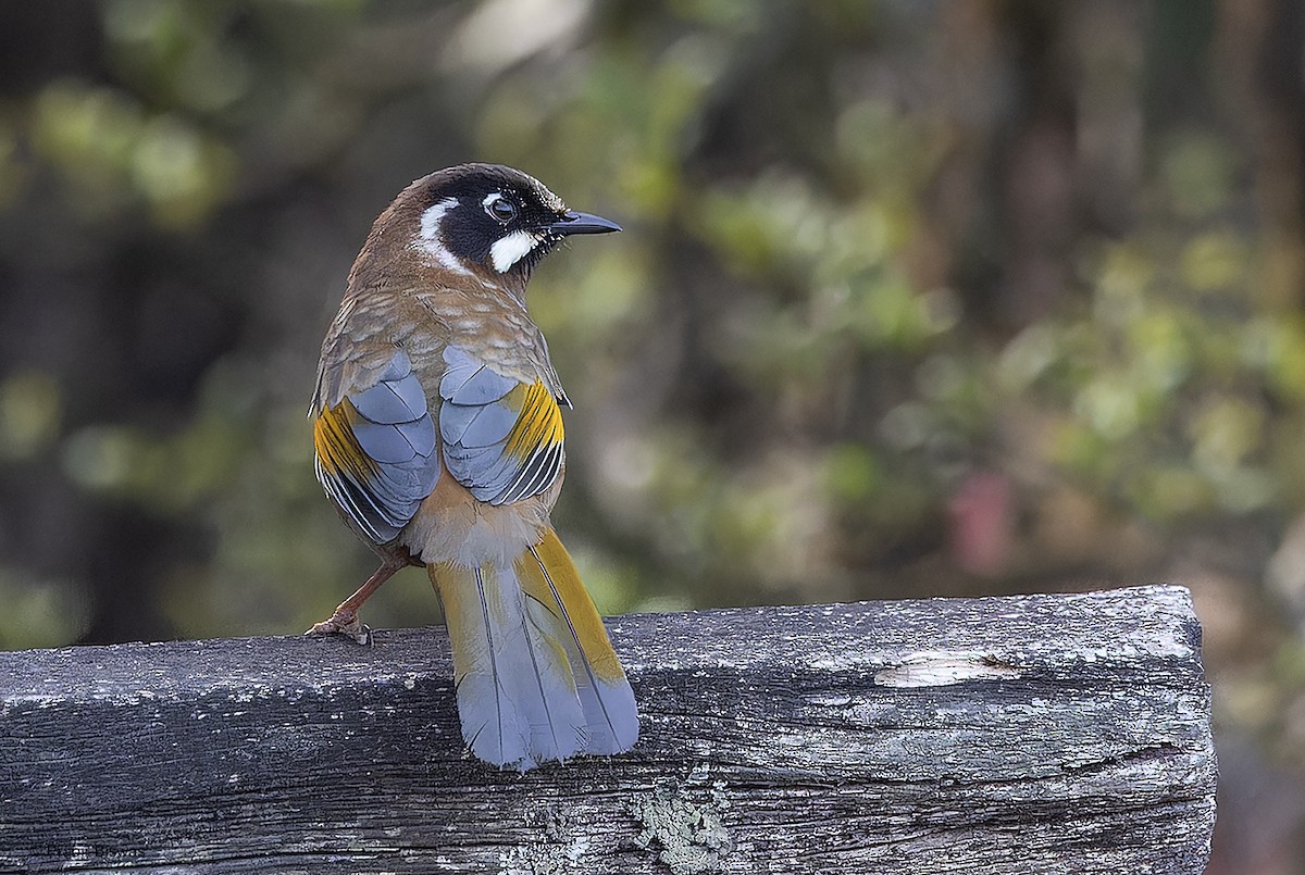 Black-faced Laughingthrush - ML559854331