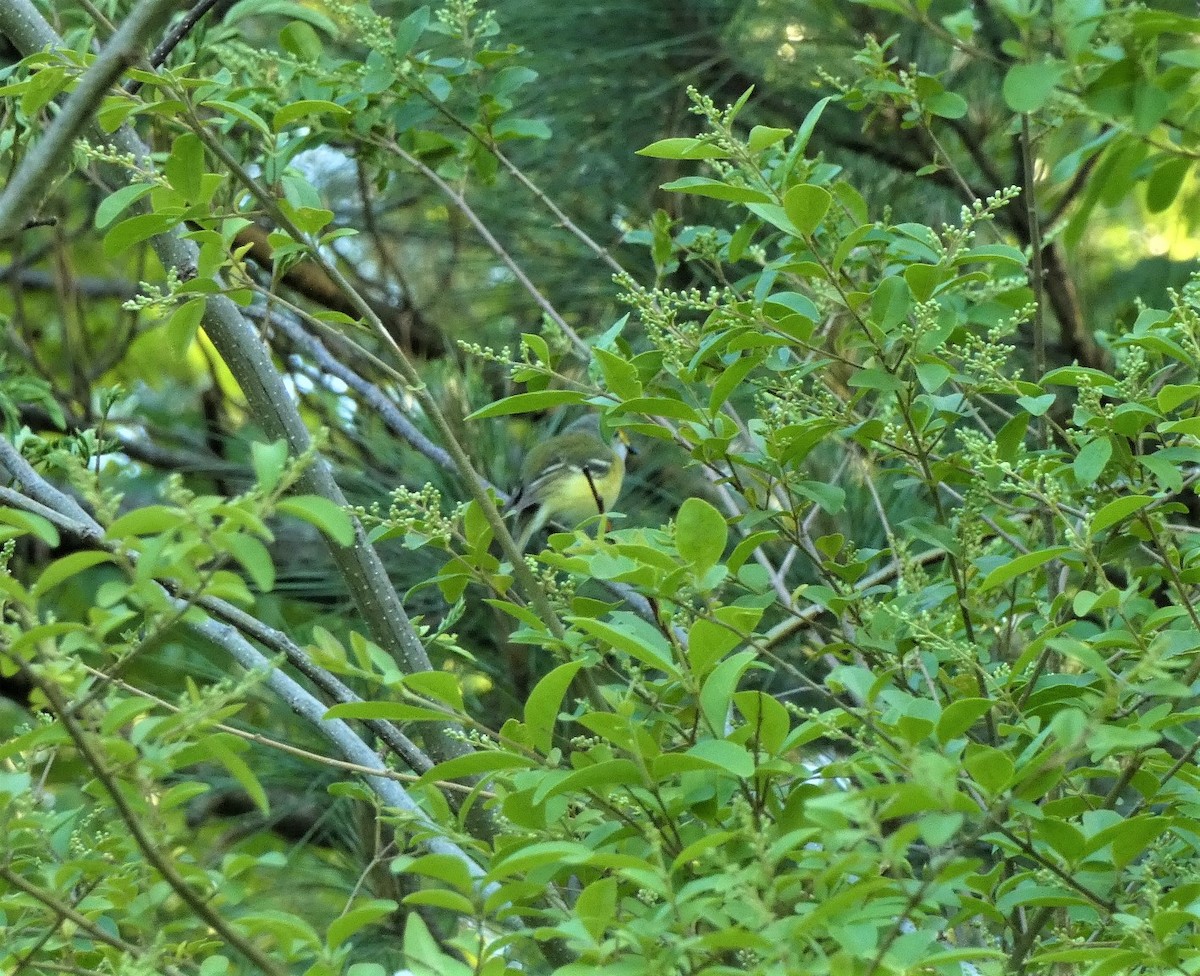 Vireo Ojiblanco - ML559854341