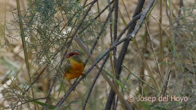 Zebra Waxbill - ML559854641