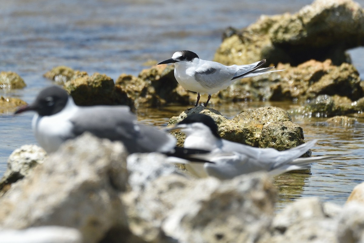 Roseate Tern - ML559855001