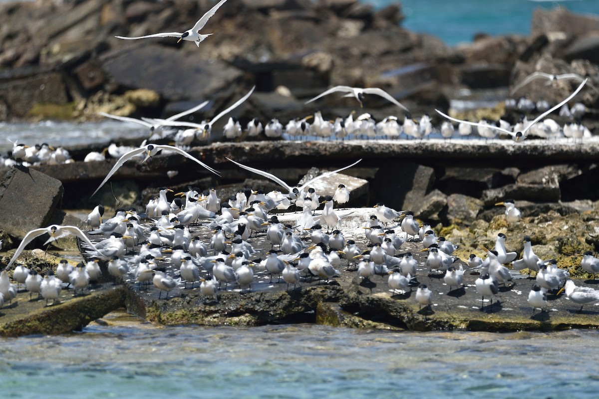 Sandwich Tern (Cayenne) - ML559855211