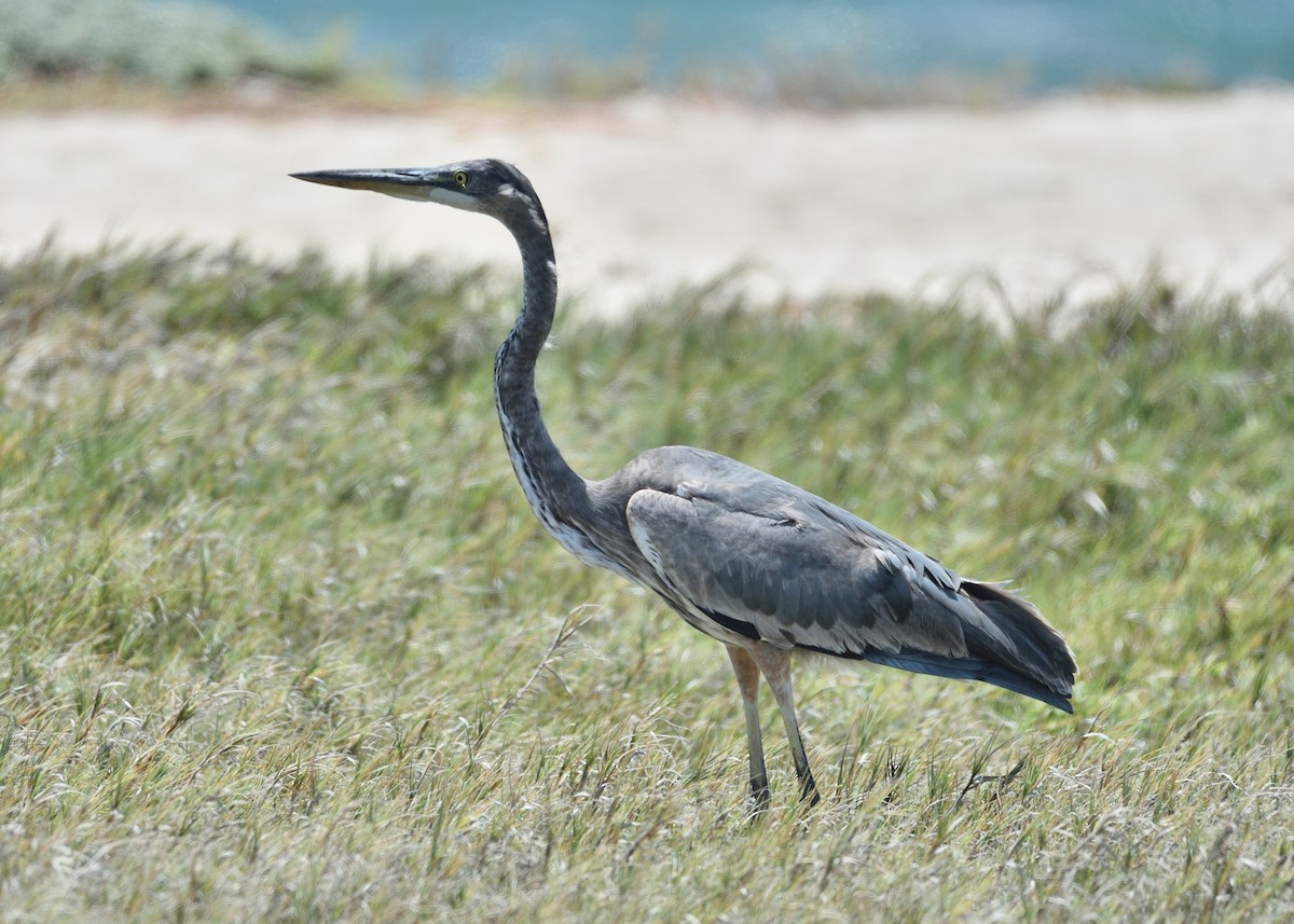 Great Blue Heron - Michiel Oversteegen