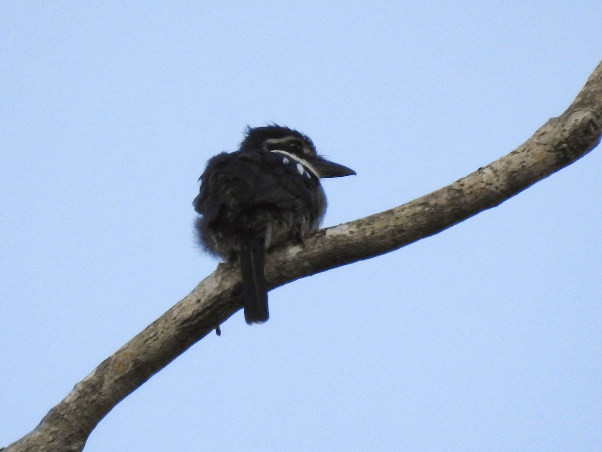 Pied Puffbird - ML559856161