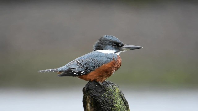 Martin-pêcheur à ventre roux - ML559856221