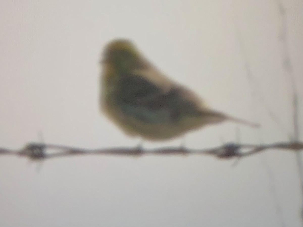 European Serin - ML559856641