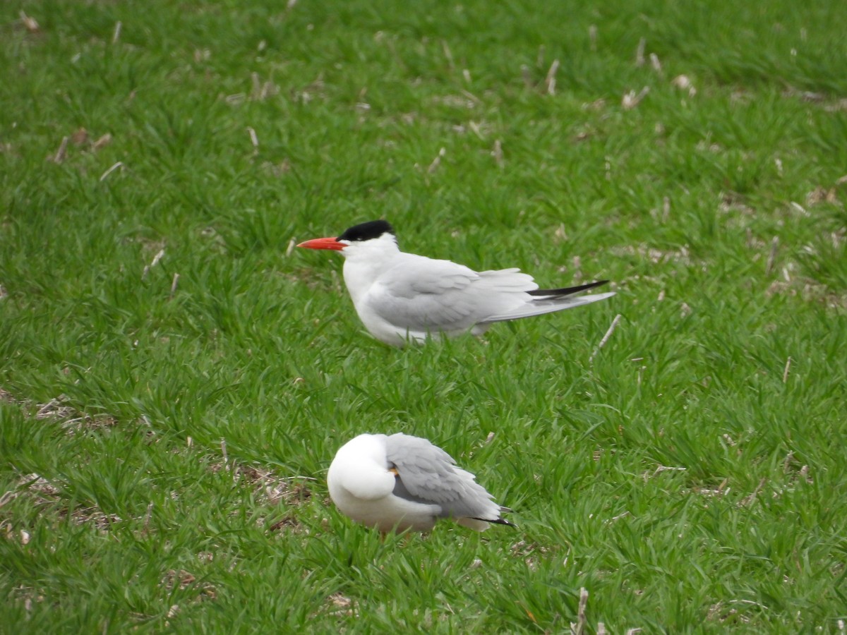 Caspian Tern - ML559856981