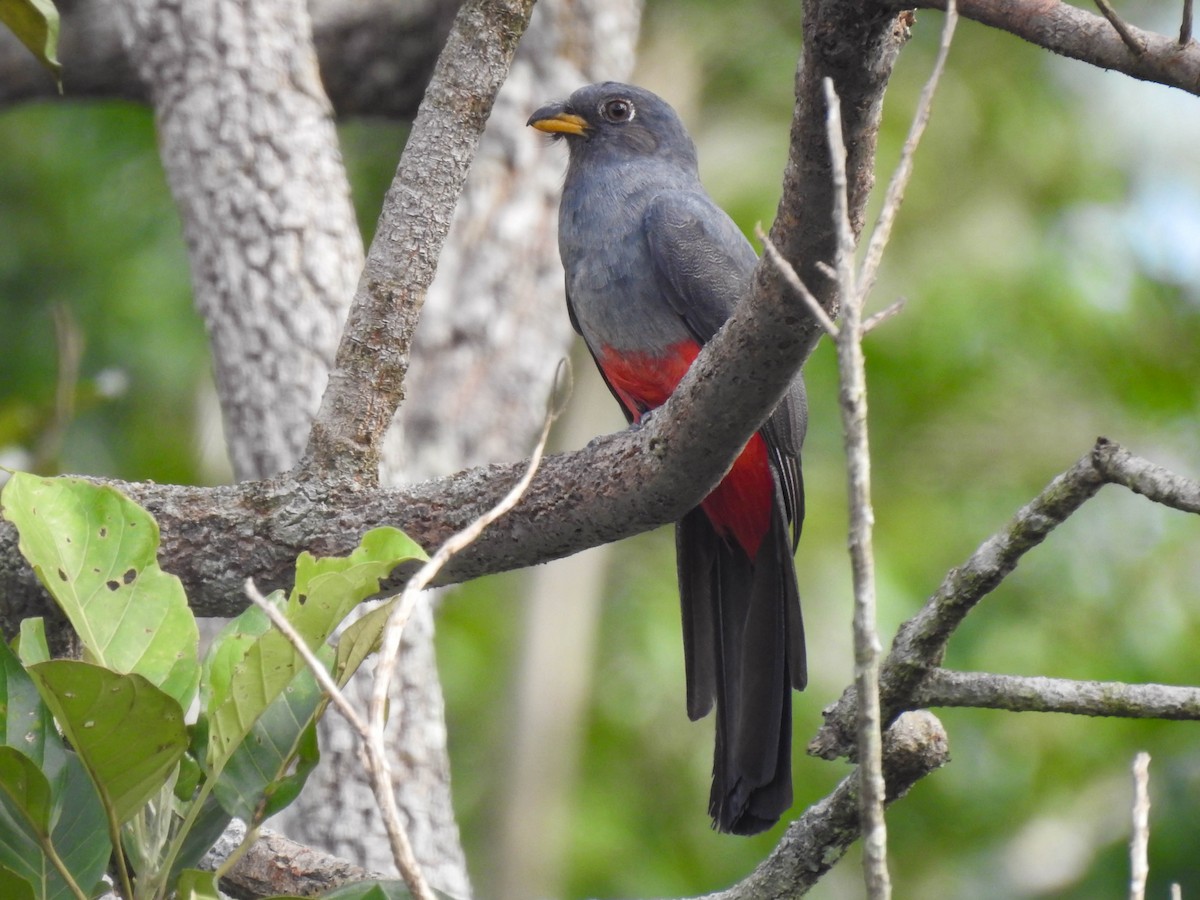 Trogon à queue noire - ML559857261