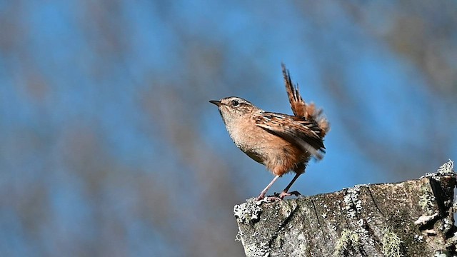 Grass Wren - ML559857281