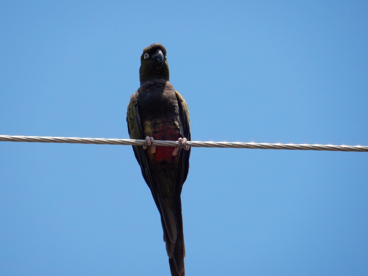 Burrowing Parakeet - ML559857691