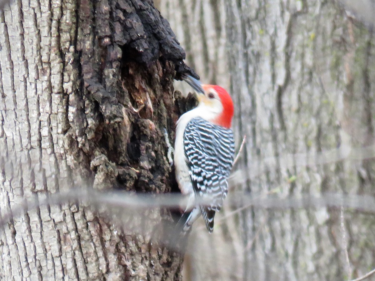 Red-bellied Woodpecker - ML559857761
