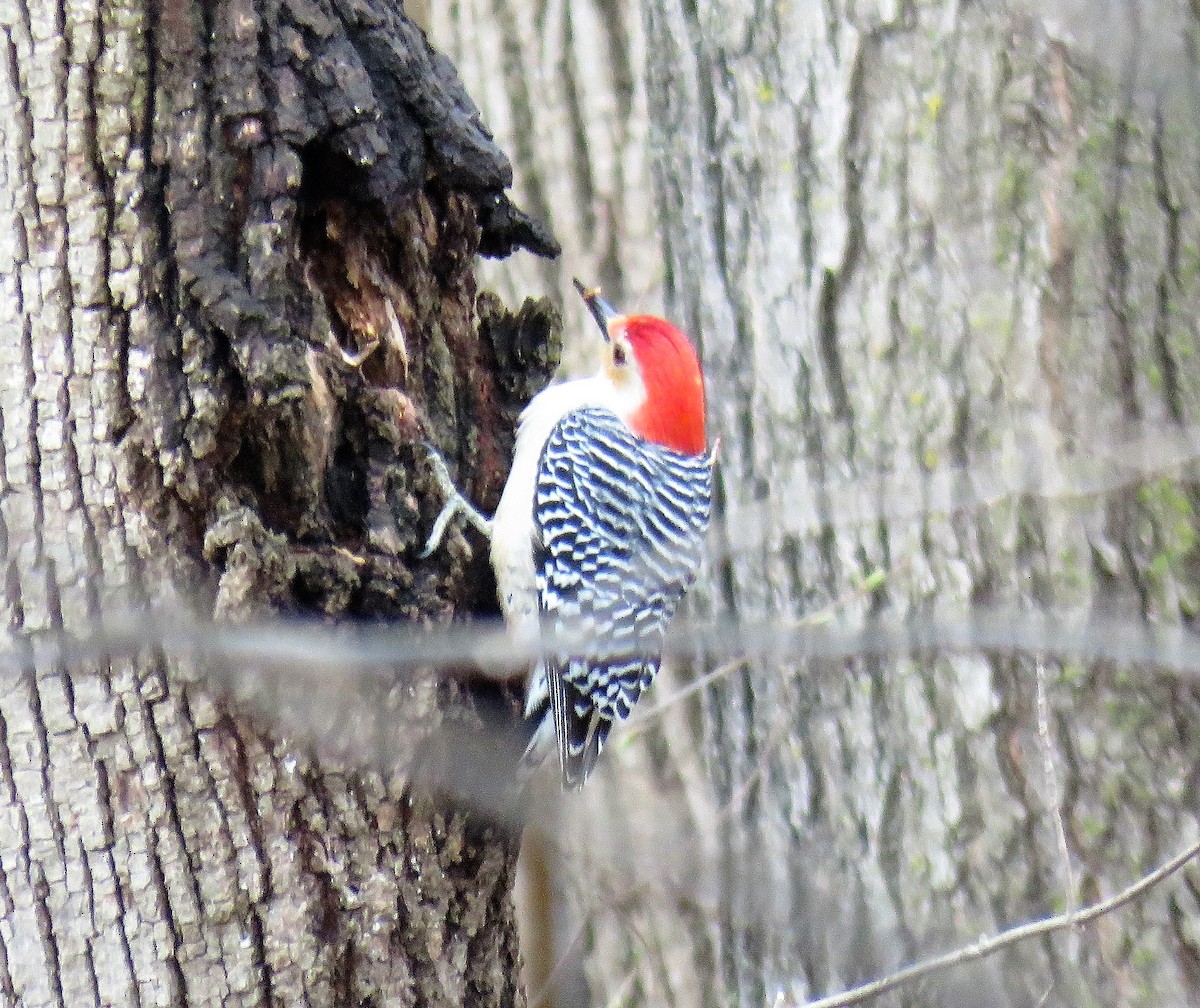 Red-bellied Woodpecker - ML559858031