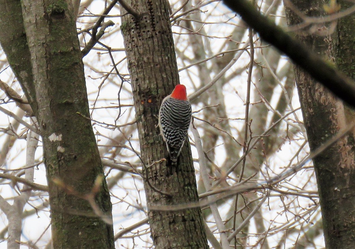 Red-bellied Woodpecker - ML559858091