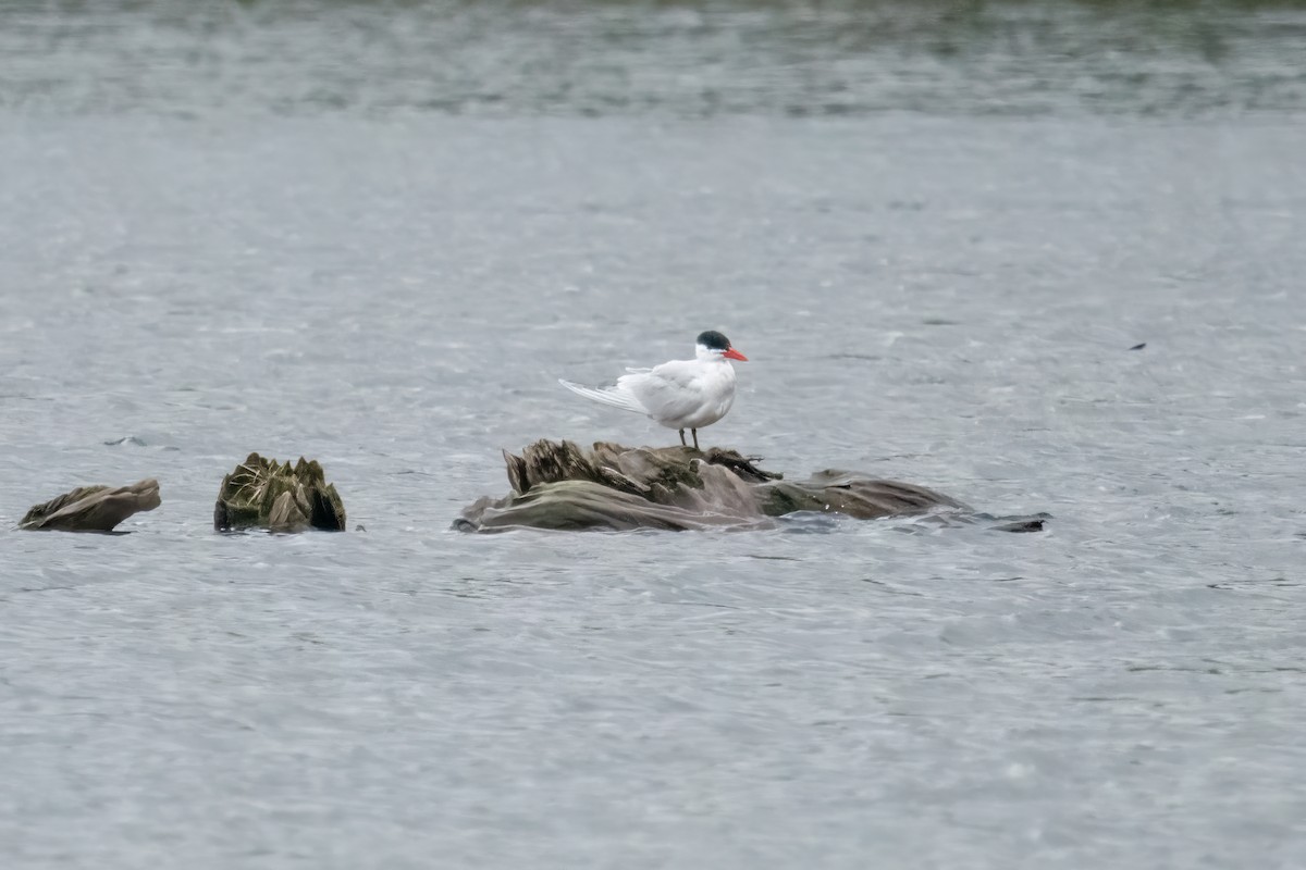 Caspian Tern - ML559858181