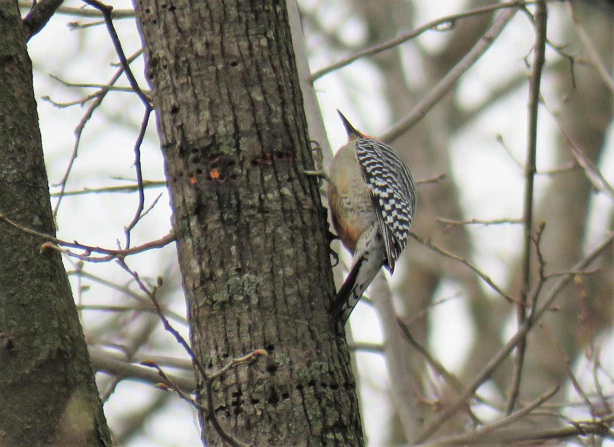 Red-bellied Woodpecker - ML559858201