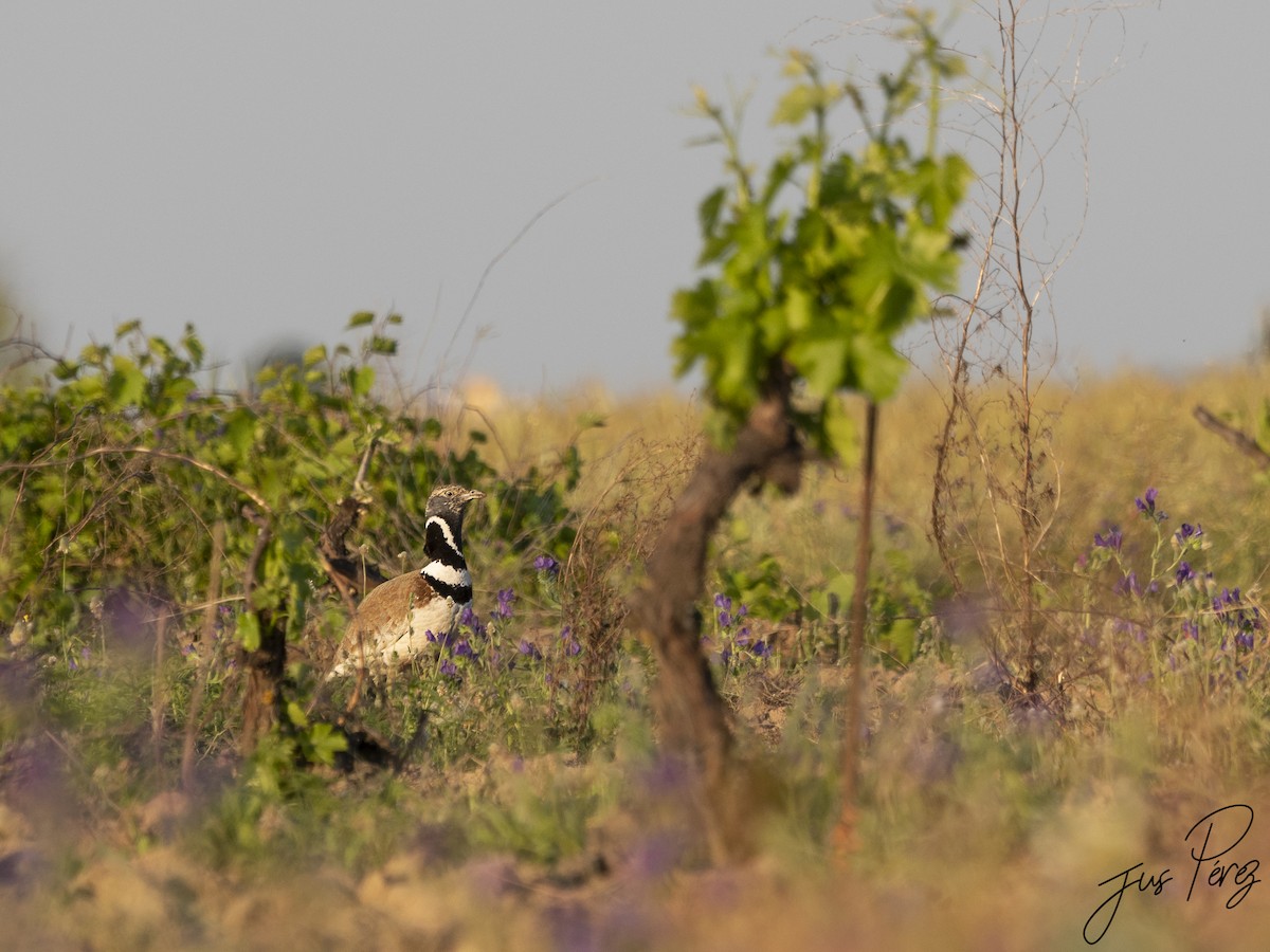 Little Bustard - ML559858451