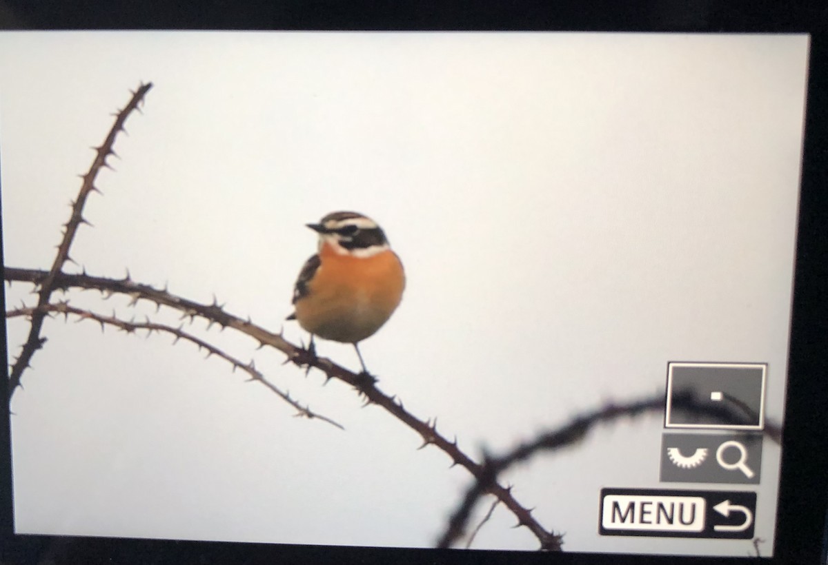 Whinchat - ML559858581
