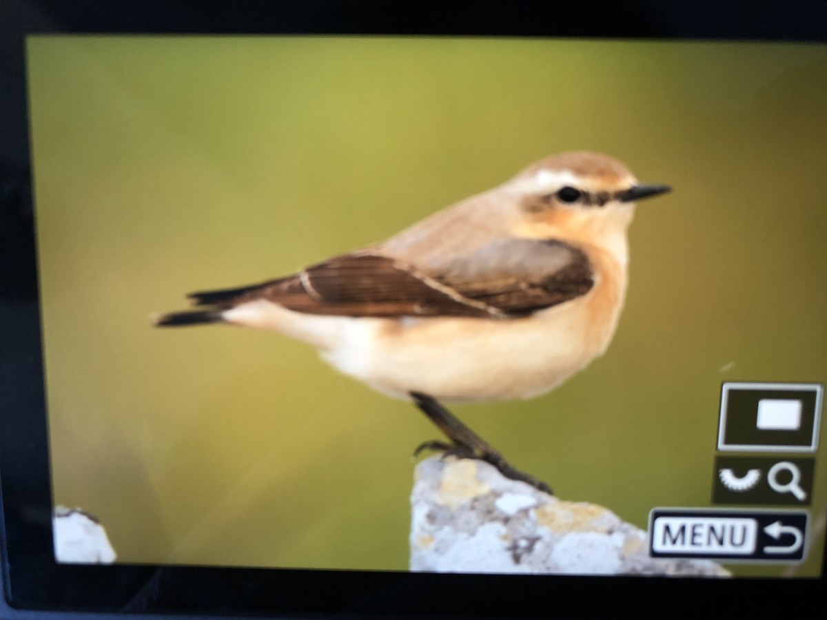 Northern Wheatear - ML559858641