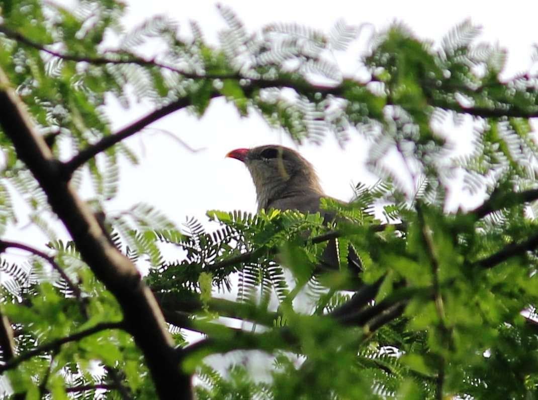 kukačka indická - ML559859211