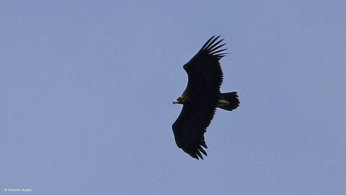 Cinereous Vulture - ML559859311