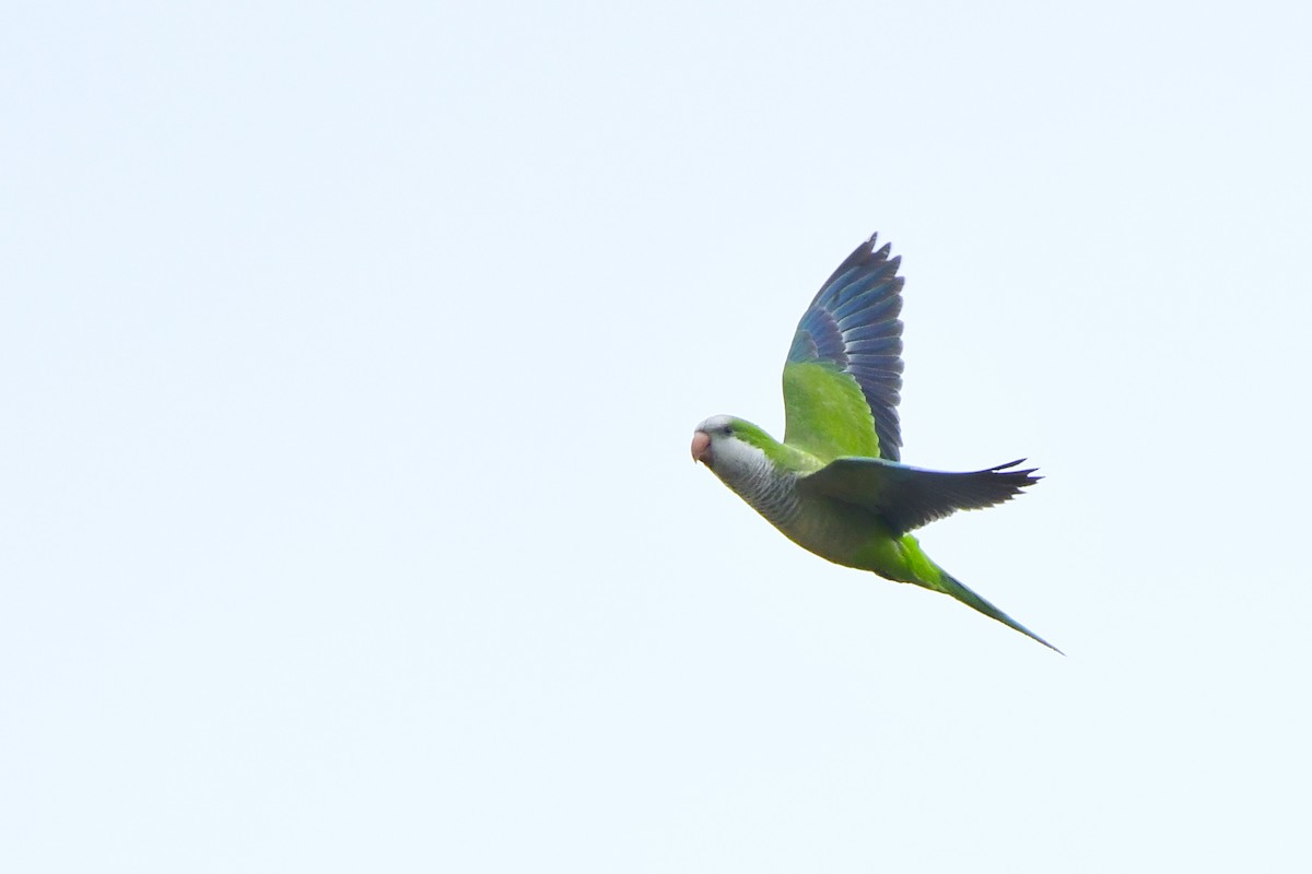 Monk Parakeet - ML559860171