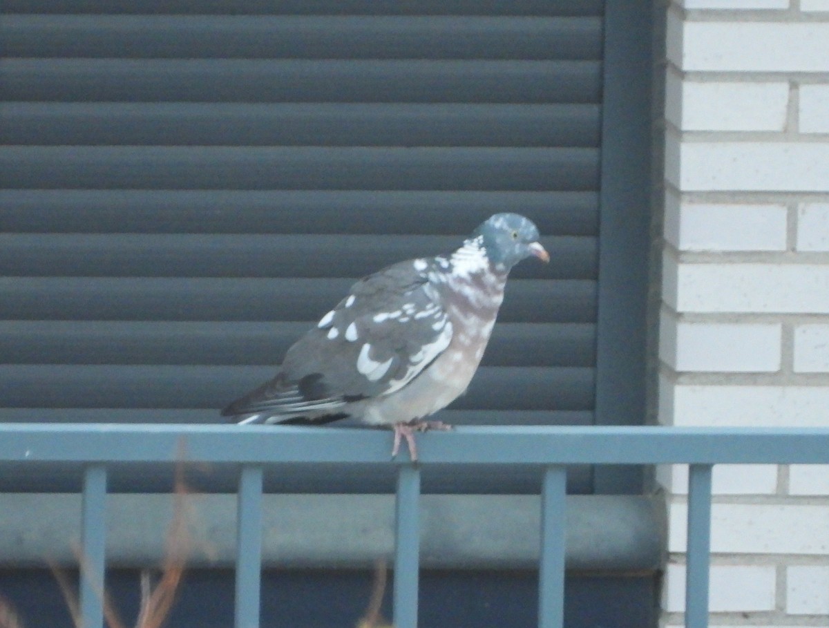 Common Wood-Pigeon - ML559860821