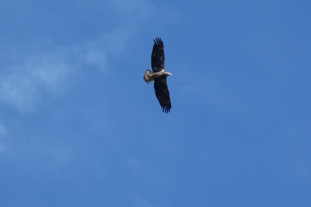 Bald Eagle - Dwight & Ann Chasar