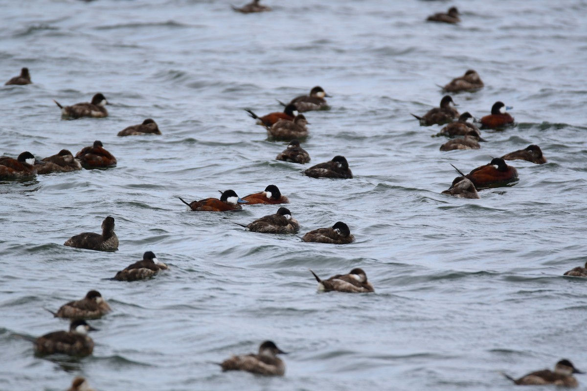 Ruddy Duck - ML559861721